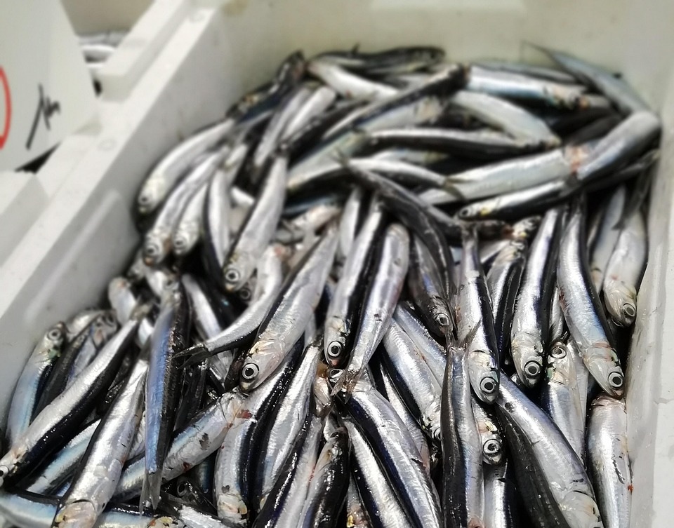 멸치