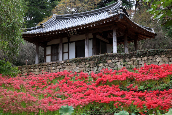환벽당 꽃무릇