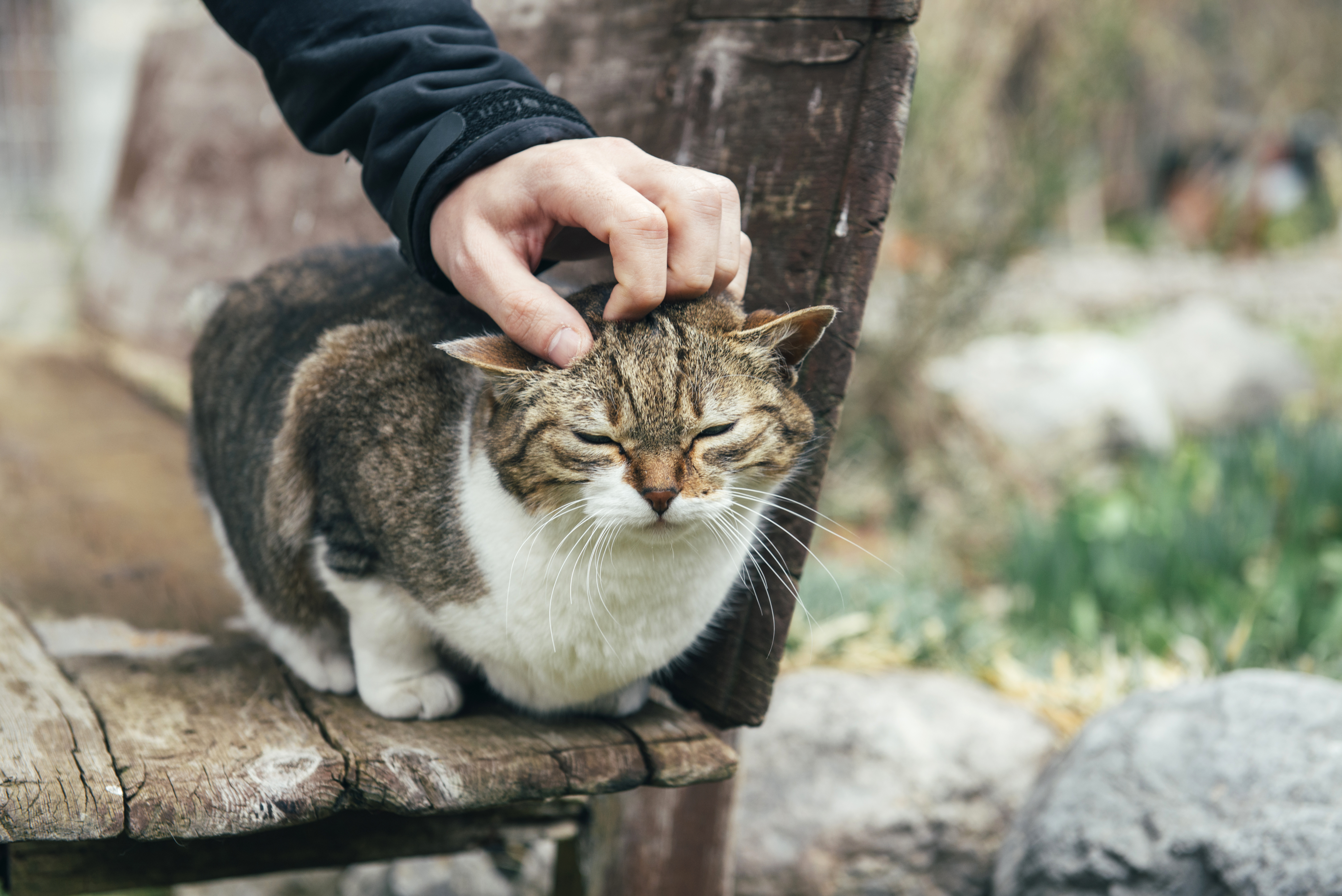 길고양이
