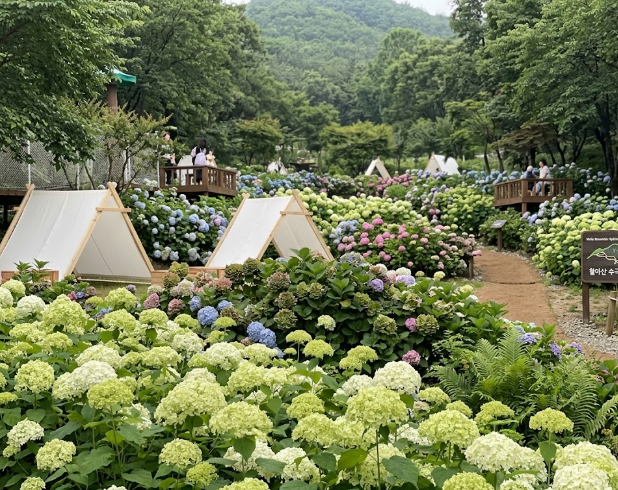 월아산 수국 정원
