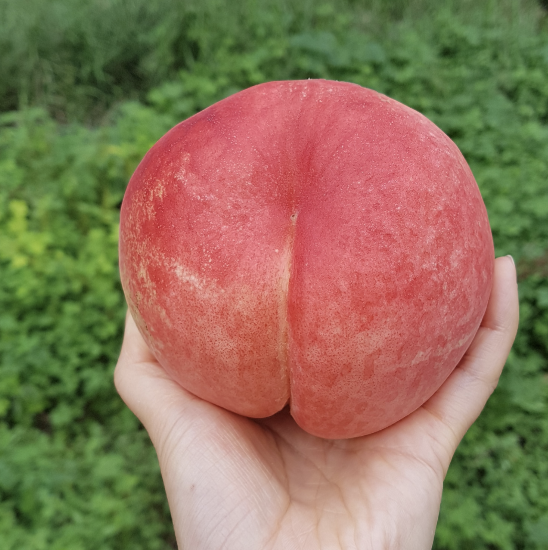 황도, 백도, 천도, 복숭아, 위기브, 세액공제, 답례품, 복숭아 고르는 법, 경북 영덕