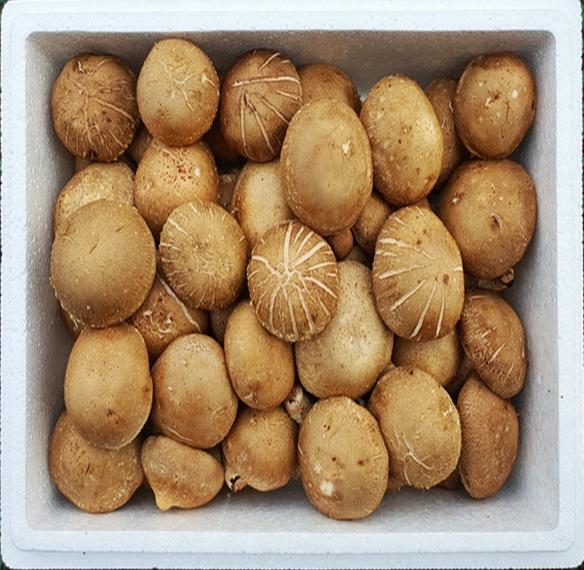 굿뜨래 친환경 생표고버섯 1.5kg