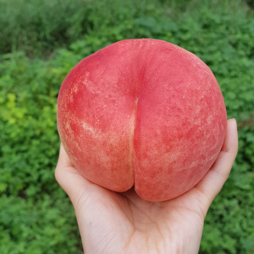 [예약배송] 딱딱이 백도 복숭아 4.5kg(14~16과) *26년 7월 27일부터 순차발송