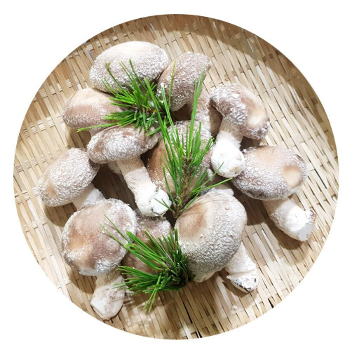 무농약 친환경 경북 영양 송이버섯 800g