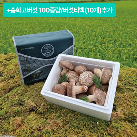 [이벤트] 송화고 럭셔리세트+버섯100g증량/녹각영지버섯티백 10개