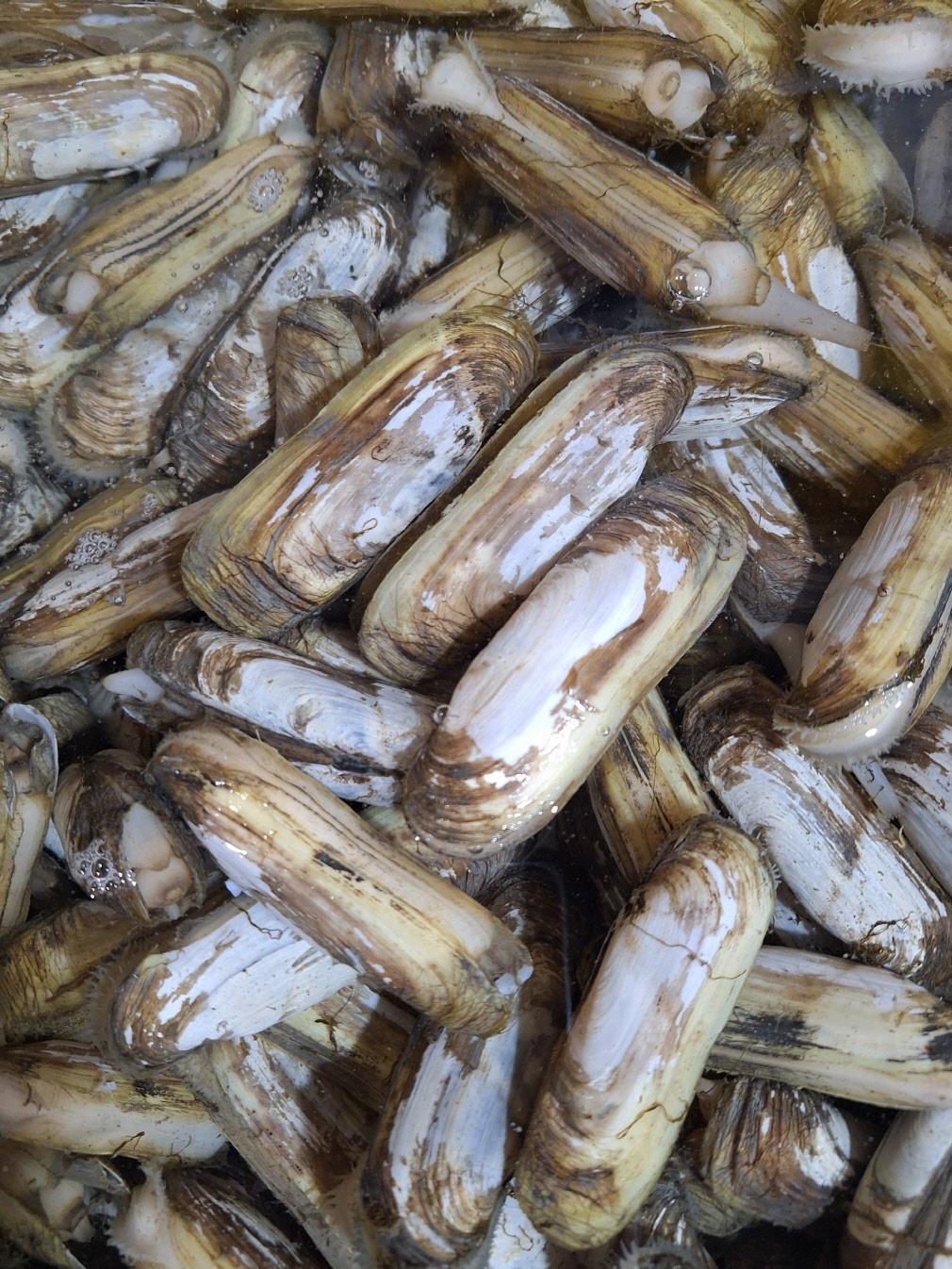 고흥 우도 자연산 맛조개 1kg