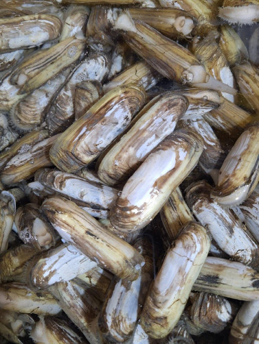 고흥 우도 자연산 맛조개 1kg