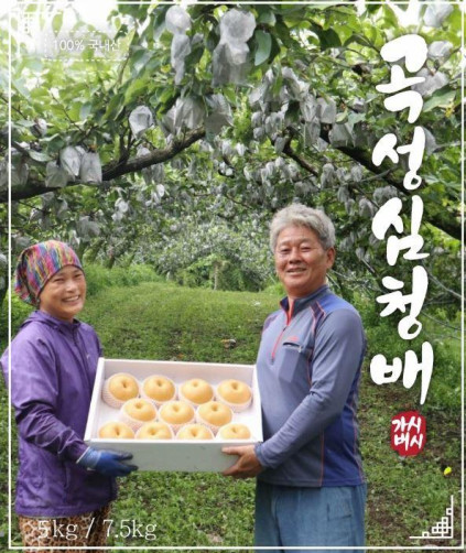 [추석 특선] 곡성심청배 7.5kg(5kg+2.5kg)