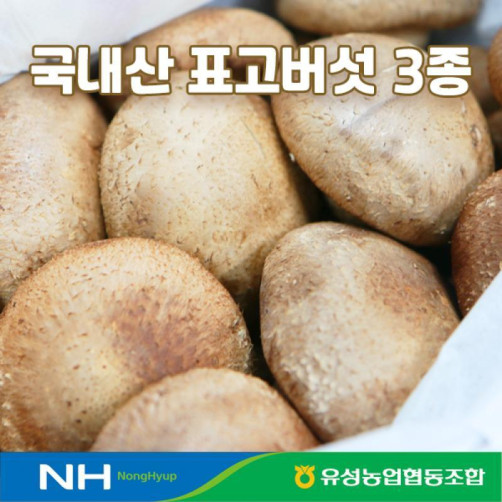 국내산 표고버섯 3종세트(생표고, 건표고깍두기, 슬라이스, 목이버섯, 버섯가루 중 택 1)