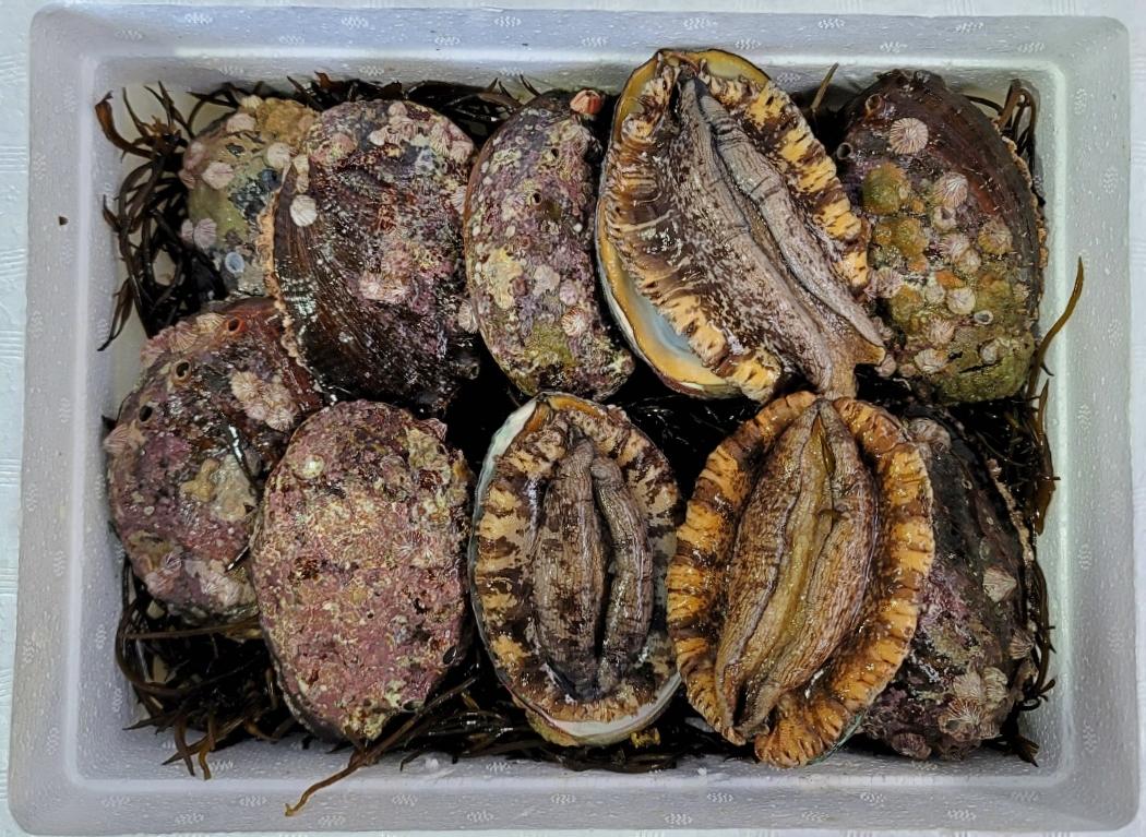 해녀가 잡은 자연산전복 소 1kg(9-10미)