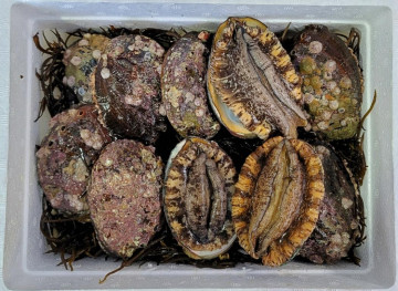 해녀가 잡은 자연산전복 소 1kg(9-10미)