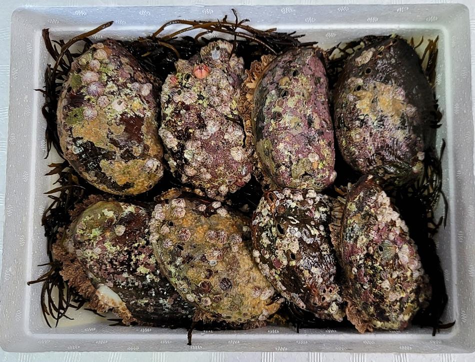 해녀가 잡은 자연산 전복 중 1kg(7-8미)