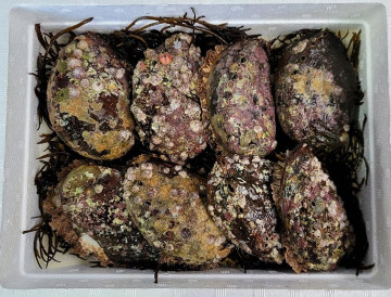해녀가 잡은 자연산 전복 중 1kg(7-8미)