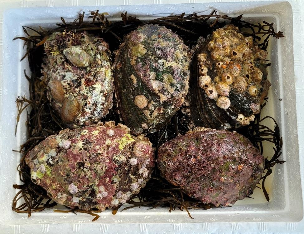 해녀가 잡은 자연산전복 대 1kg(5-6미)
