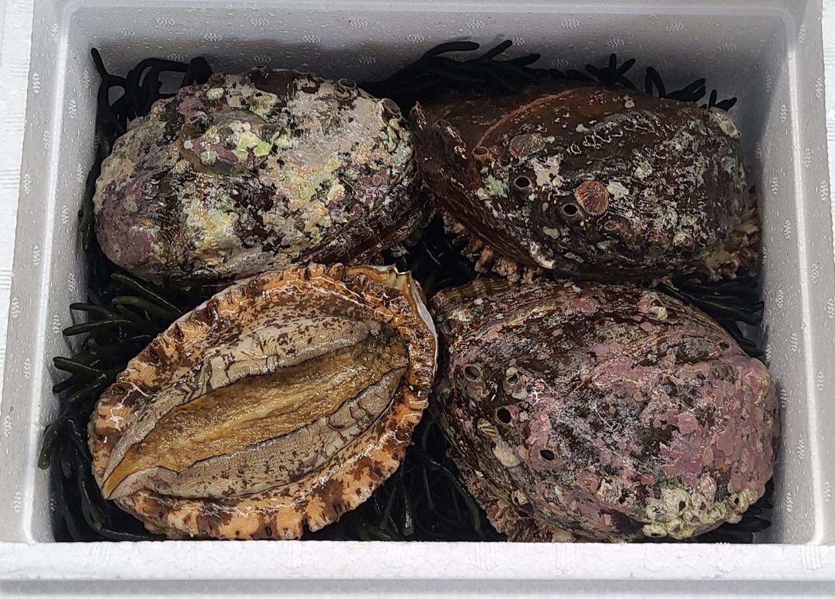 해녀가 잡은 자연산 전복 특대 1kg(3-4미)