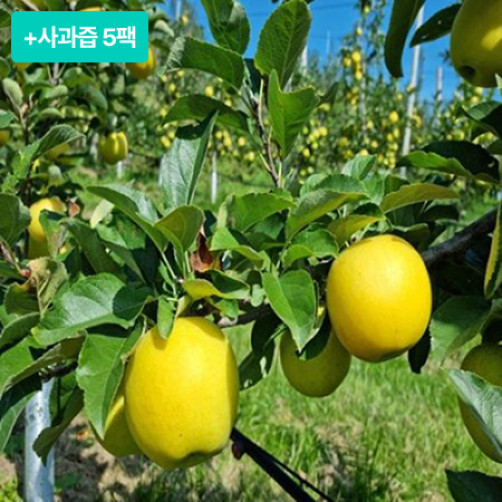 [이벤트] 껍질째 먹는 백두대간 황금사과 시나노골드 2.5kg(10~11과)+사과즙 5팩