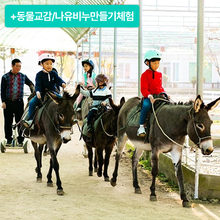 [이벤트] 당나귀 승나체험+동물교감+나유비누만들기체험