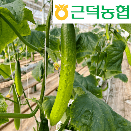 근덕농협 백다다기오이(10개, 20개 중 택 1)