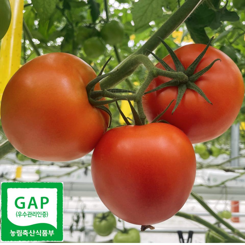 GAP 인증 완숙 토마토 대과 5kg