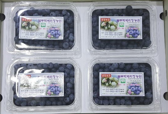 블루베리 생과 보통과 1kg(250g*4팩)