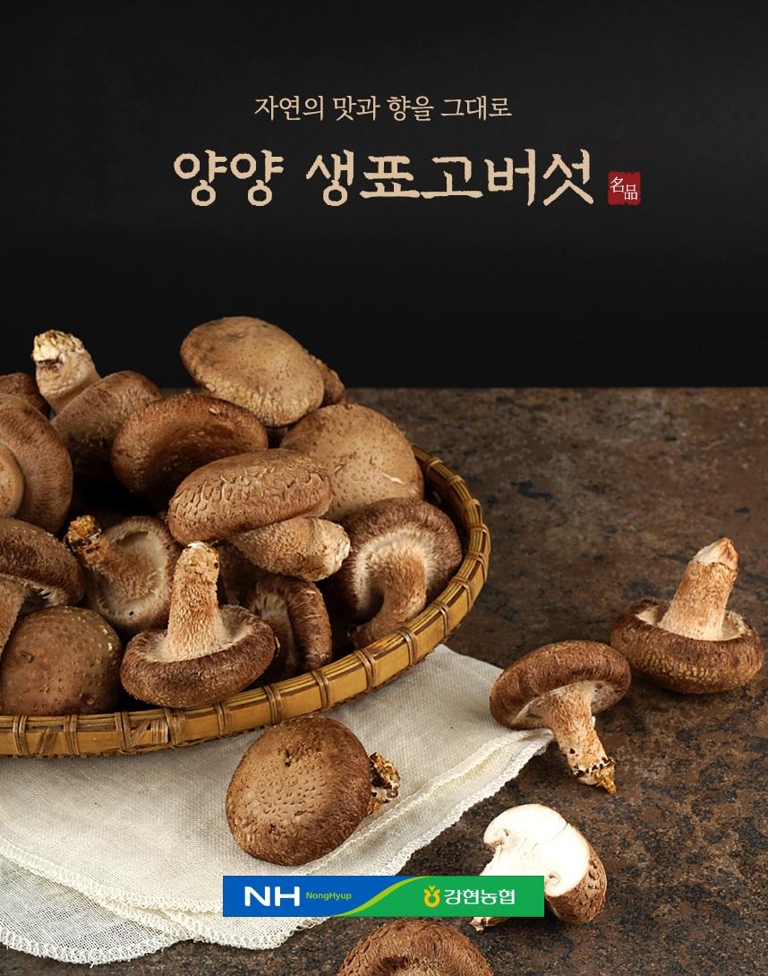 친환경 무농약 생표고버섯 2kg