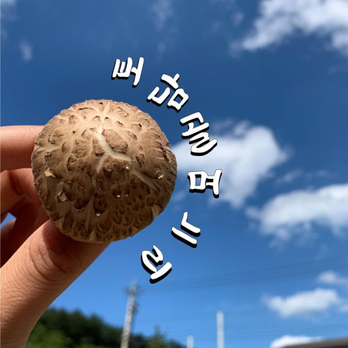 선물용 친환경 생표고버섯 2kg