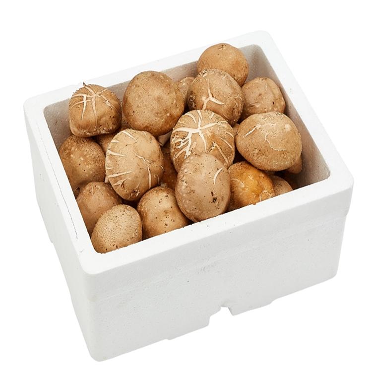 친환경 무농약 생 표고버섯 1.5-1.8kg