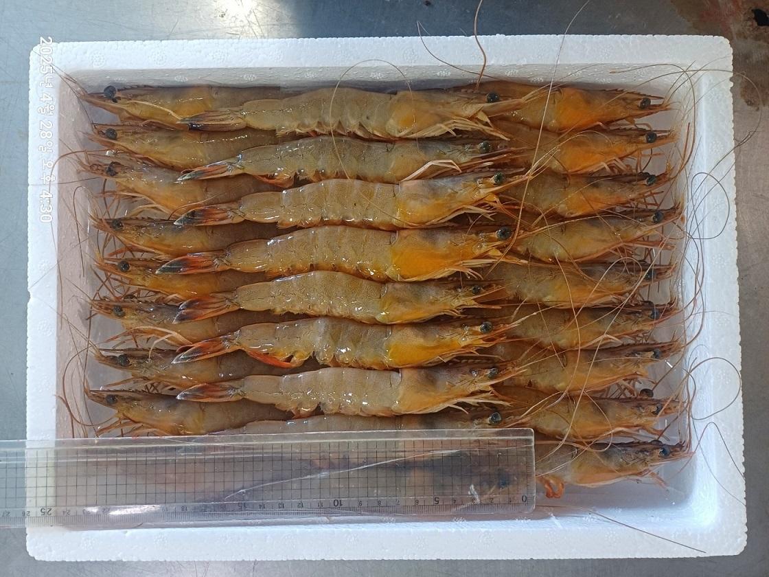 냉동 자연산 대하 1kg(25마리 내외)