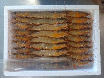냉동 자연산 대하 1kg(25마리 내외)