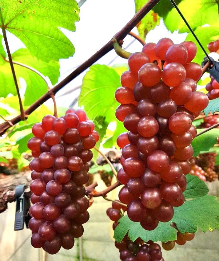 산내 델라웨어 포도 2kg(7~9송이)