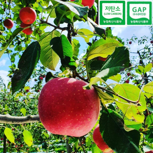 [예약배송] 저탄소 인증 GAP 인증 사과 3kg(10과~12과) *10월말 순차배송