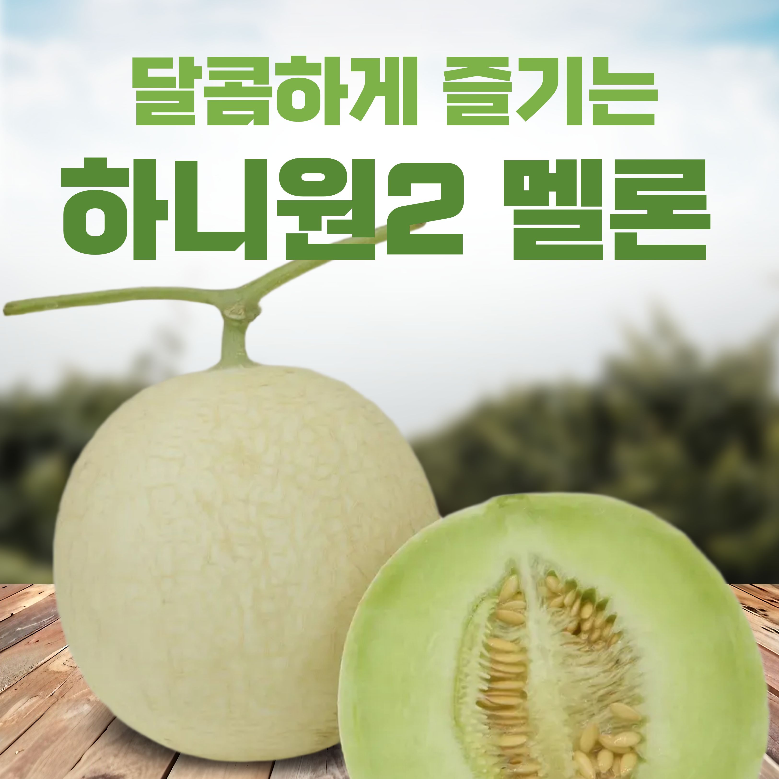고당도 하니원2 멜론 3kg(2구) *26년 7월 15일 순차발송