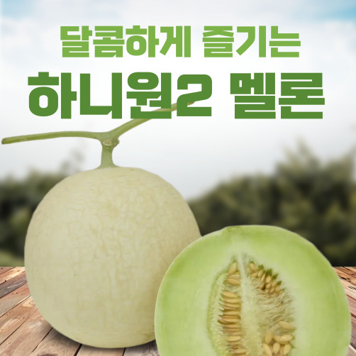 고당도 하니원2 멜론 3kg(2구) *26년 7월 15일 순차발송