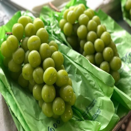 [예약배송] 고당도 프리미엄 샤인머스켓 선물용 2kg *8월부터 순차발송