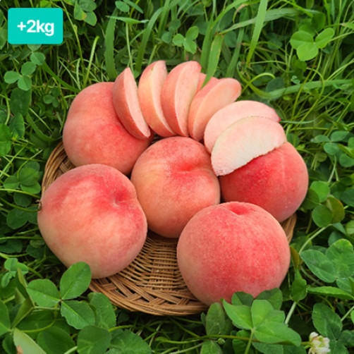 [이벤트] 명품 백도 차돌복숭아 딱복 2kg+2kg(13-15과)