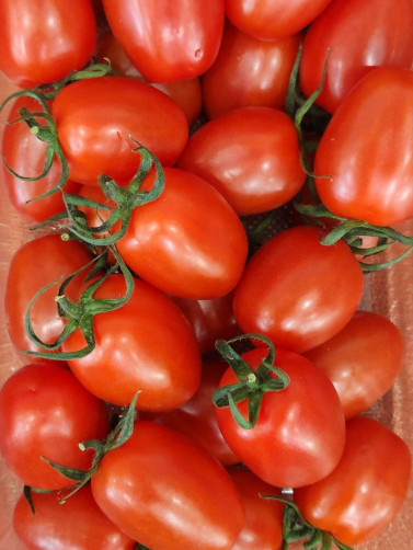 운봉 지리산 대추방울토마토 6kg(1kg*6통)