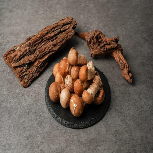 친환경 참송이버섯 1kg(200g*5팩)