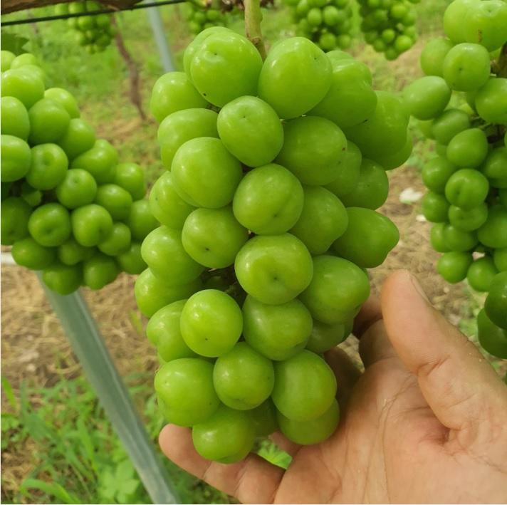 [추석 특선] 송산포도 샤인머스켓 3.5kg(3kg+0.5kg)