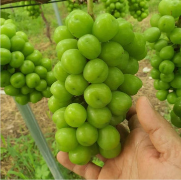 [추석 특선] 송산포도 샤인머스켓 3.5kg(3kg+0.5kg)